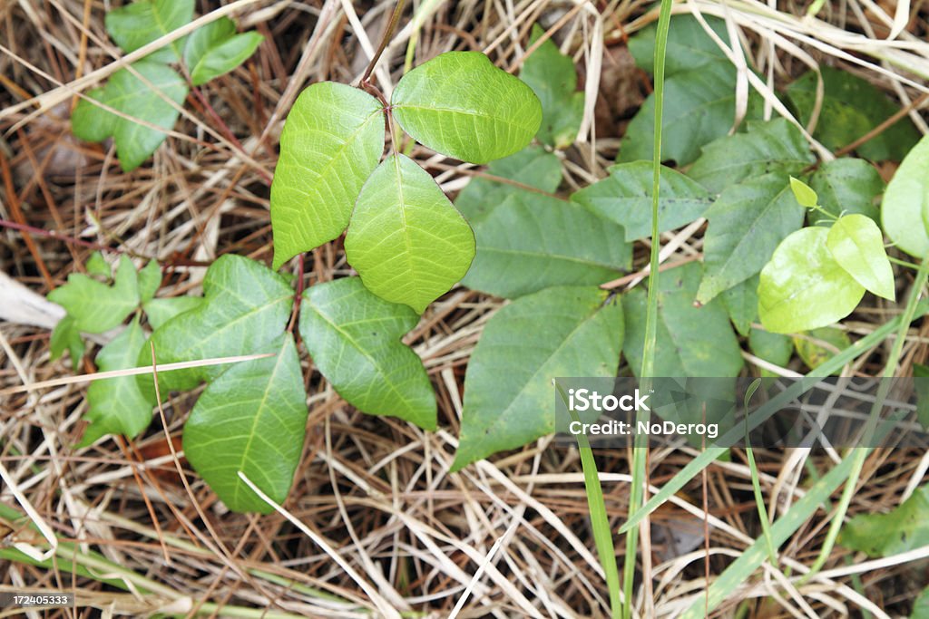 深いポイズン ivy つる草 - つる草のロイヤリティフリーストックフォト