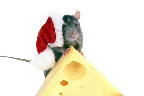 Photo of New Year's rat