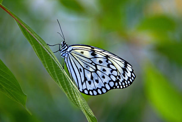 Mariposa cometa de papel - foto de stock