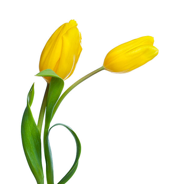 istock Two yellow tulips isolated on white 172405696