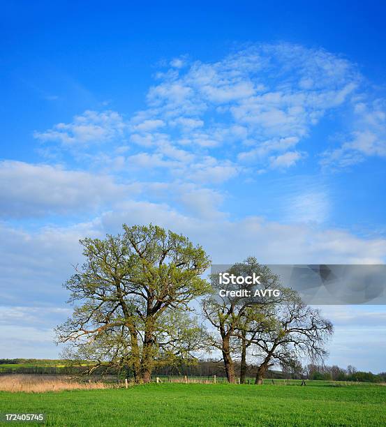 Wiejski Krajobraz W Spring - zdjęcia stockowe i więcej obrazów Bez ludzi - Bez ludzi, Drzewo, Dąb - drzewo