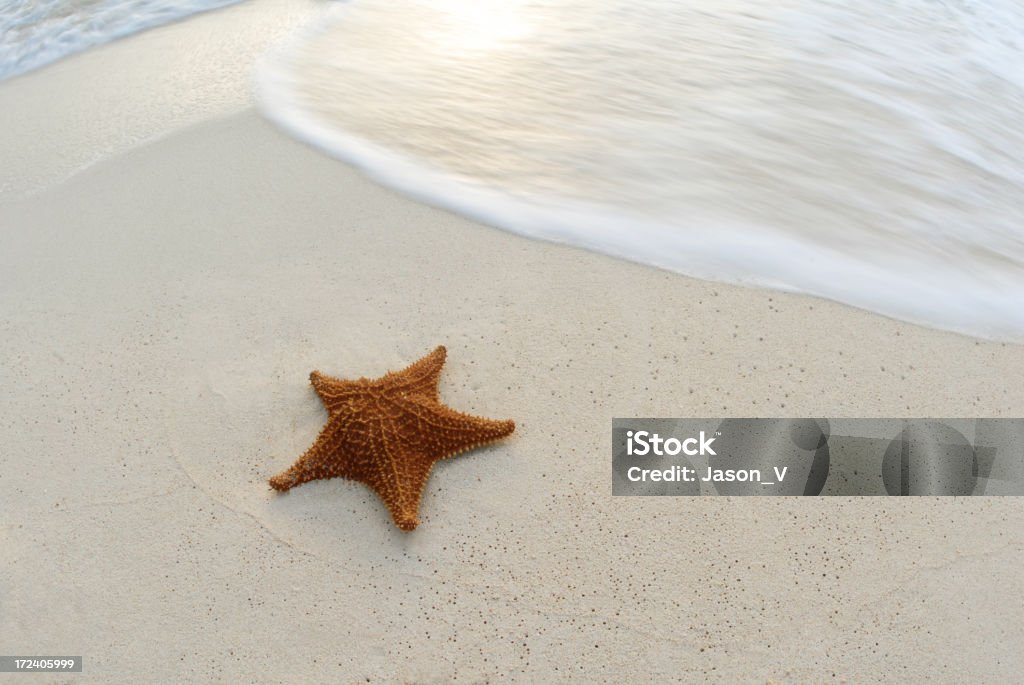 Estrella de mar con olas en México - Foto de stock de Agua libre de derechos