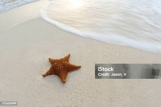 Estrella De Mar Con Olas En México Foto de stock y más banco de imágenes de Agua - Agua, Arena, Belleza de la naturaleza