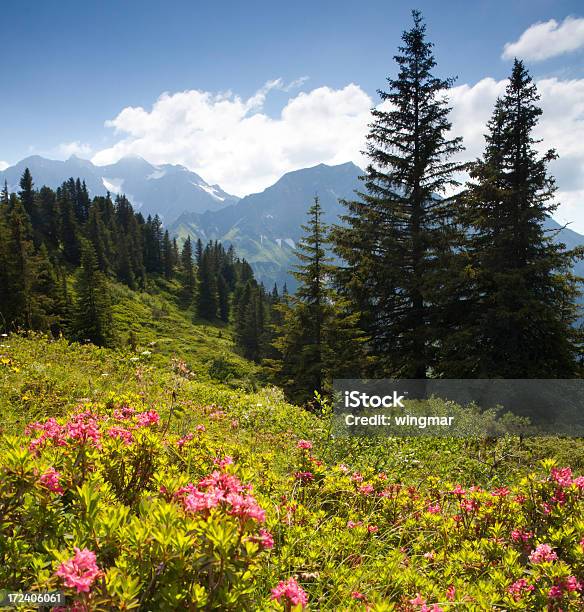 Fiorente Mountain Azaleaschröcken Pass Vorarlberg Austria - Fotografie stock e altre immagini di Composizione verticale