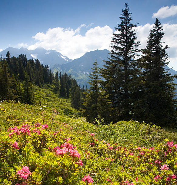 florescendo mountain azalea-schröcken passe, em vorarlberg, na áustria - european alps tirol rhododendron nature - fotografias e filmes do acervo