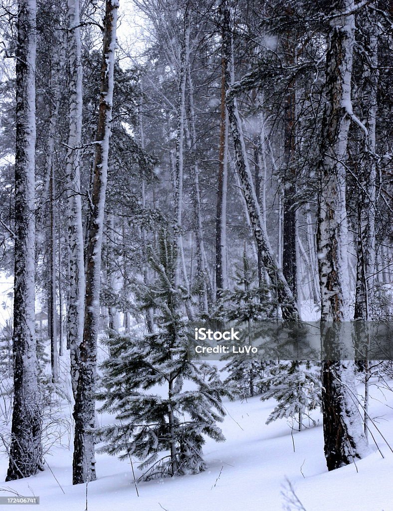 Dia de Neve - Royalty-free A nevar Foto de stock