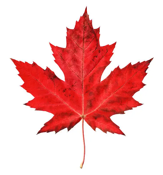 Photo of A high res photo of a red maple leave on white background