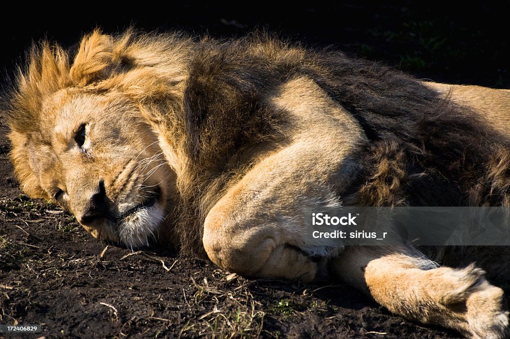 Zmęczony lion - Zbiór zdjęć royalty-free (Lew - Wielki kot)