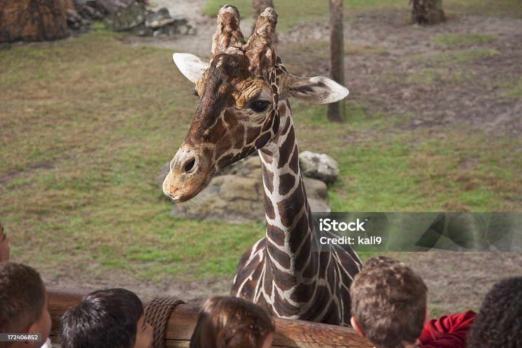 Giraffen im zoo - Lizenzfrei Kind Stock-Foto