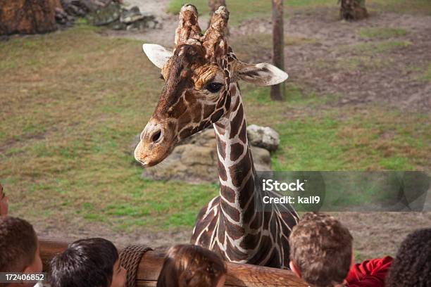 Giraffen Im Zoo Stockfoto und mehr Bilder von Kind - Kind, Zoo, 10-11 Jahre