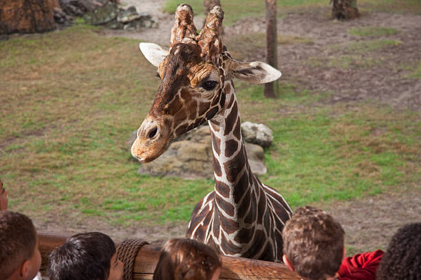 istock Giraffe at the zoo 172406852