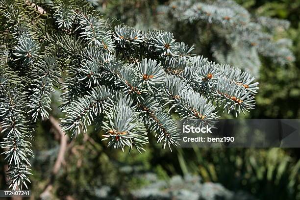 Tannenzweig Stock Photo - Download Image Now - Agriculture, Beauty In Nature, Branch - Plant Part
