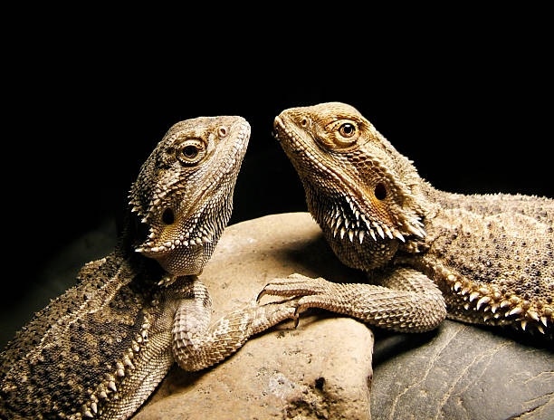 istock Bearded Dragon Friends Holding Hands 172407302