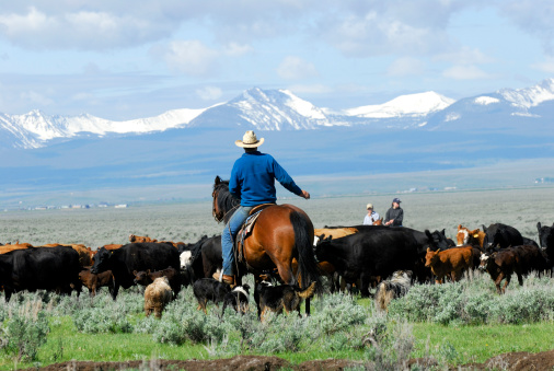 Snow capped Bitterroot Mountains in the distance and bright green spring grass in the valley. A rancher and his dogs wait as a herd of cattle passes.
