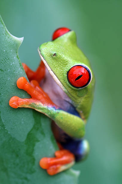 istock Among Thorns - Red-eyed Tree Frog 172407543