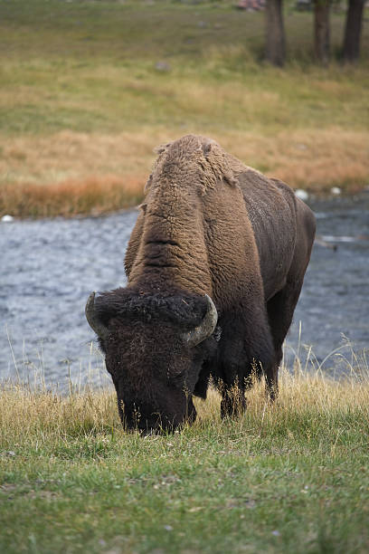 Brouter bison - Photo