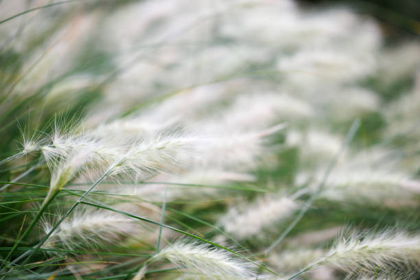 istock Pennisetum villosum 1724078574