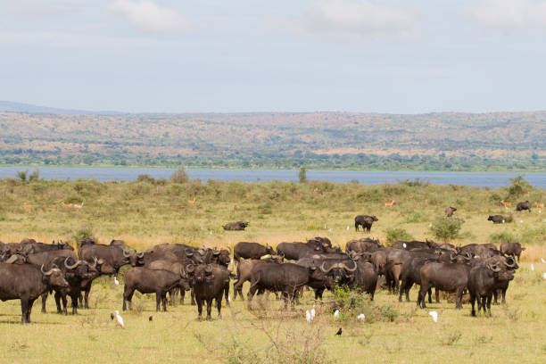 istock Buffaloes in Murchison Falls NP 172407925