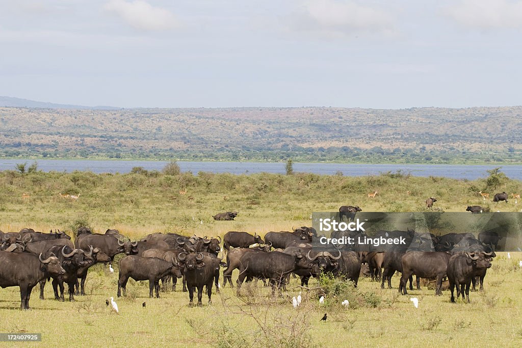 Buffaloes in Murchison Falls NP "Herd of buffaloes in Murchison Falls National Park, Uganda, Africa" Nile River Stock Photo