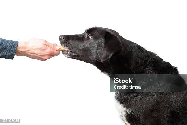 Luta Em Torno De Tratamento - Fotografias de stock e mais imagens de Cão - Cão, Agarrar, Lanche