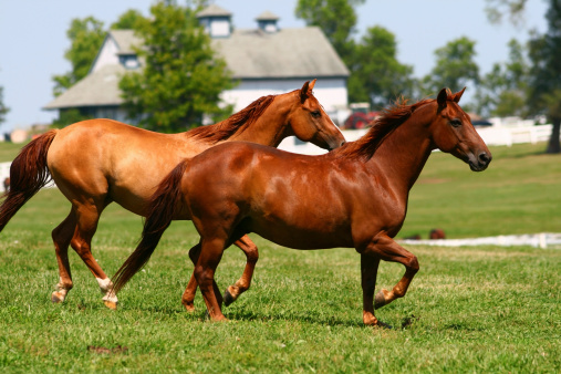 A cute brown horse running in a green field on a sunny day