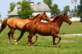 Two brown horses running through a pasture