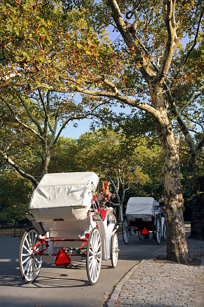 istock Horse And Buggy In Central Park 172408244