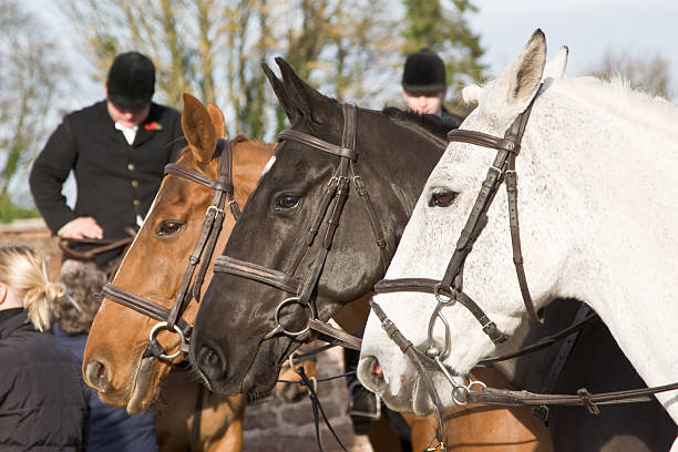 en attente de la chasse - bloodsport photos et images de collection