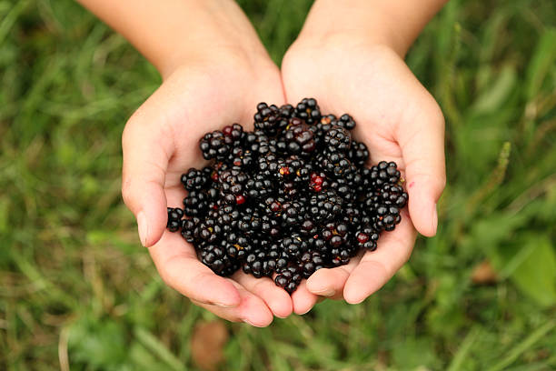 Hand Grabbing Fresh organic blackberries in glass bowl white background