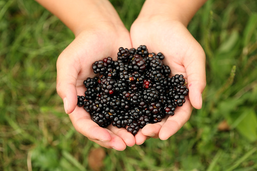 Hands Full of Fresh Picked Blackberries