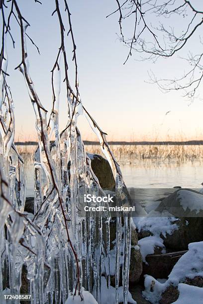 Gefrorene Baum Am See Stockfoto und mehr Bilder von Ast - Pflanzenbestandteil - Ast - Pflanzenbestandteil, Baum, Eingefroren