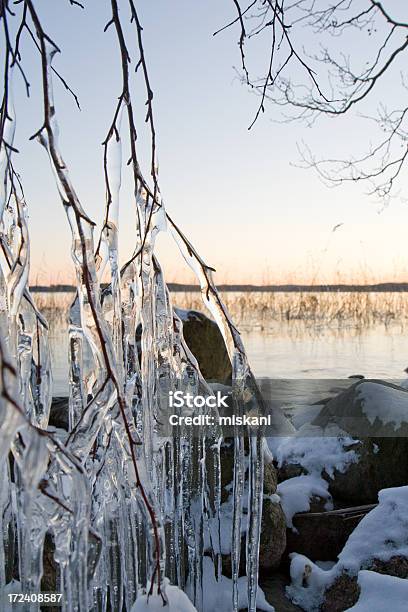 Árvore Congelada Pelo Lago - Fotografias de stock e mais imagens de Ao Ar Livre - Ao Ar Livre, Congelado, Fotografia - Imagem