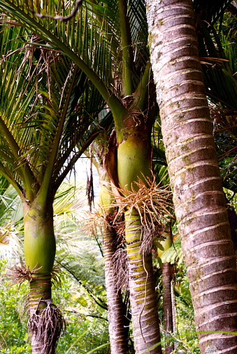 Close-up of the trunk and the lush green fronds of New Zealand's indigenous Nikau Palm. It is endemic to New Zealand, the only native palm tree.