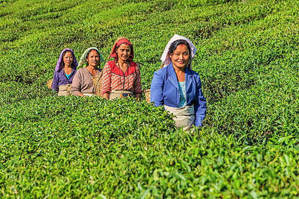 인도어 농장을 건널목 차 플렌테이션 in 다르질링, 인도 - tea crop farmer tea leaves plantation 뉴스 사진 이미지