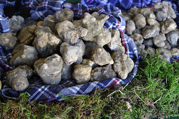 branco trufas - white truffle imagens e fotografias de stock