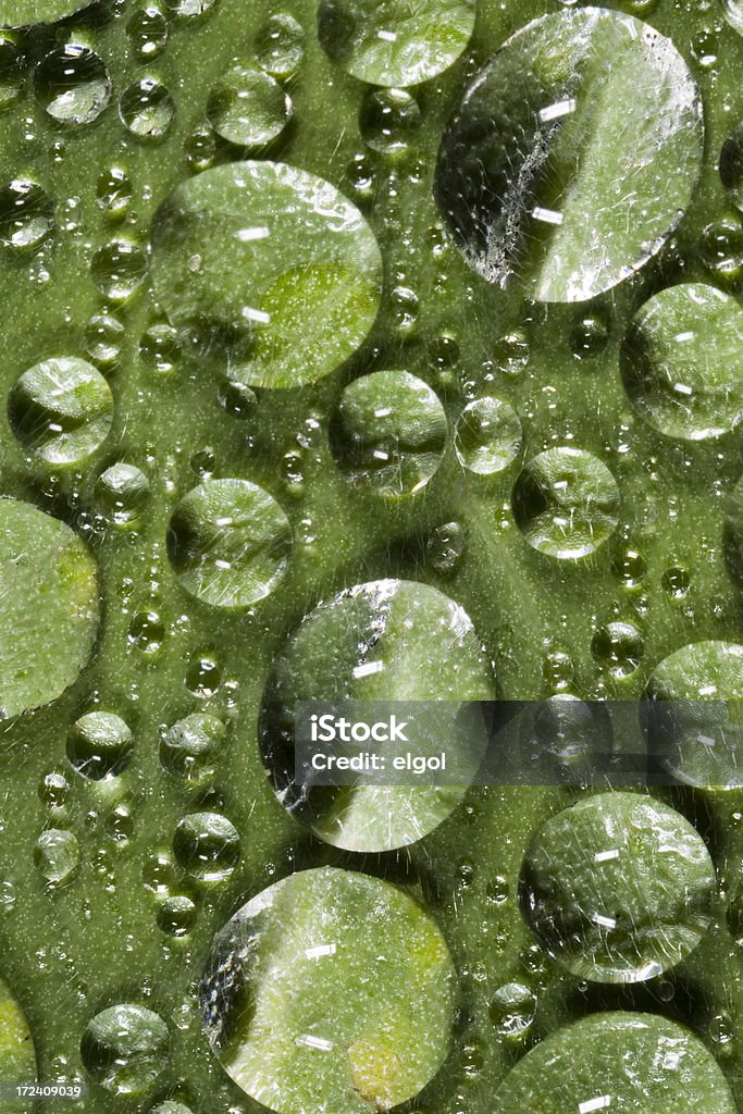 Raindrops em uma folha - Foto de stock de Ampliação royalty-free
