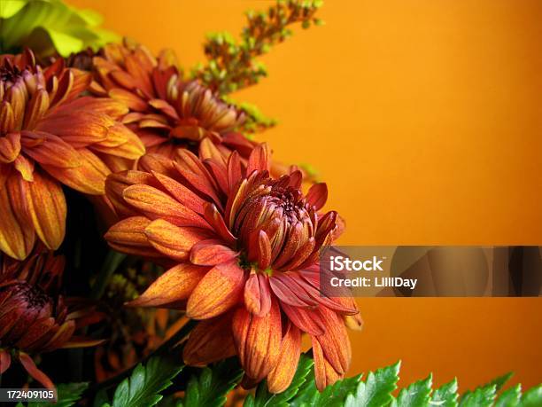Arancio Mamma - Fotografie stock e altre immagini di Arancione - Arancione, Autunno, Bellezza naturale