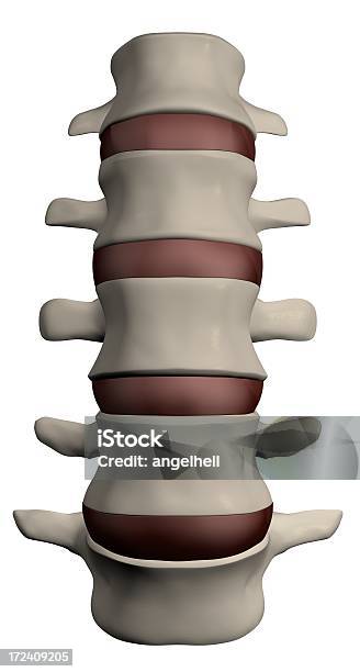 Photo libre de droit de Colonne Vertébrale Humaine Section banque d'images et plus d'images libres de droit de Anatomie - Anatomie, Beauté, Colonne vertébrale - Partie du corps