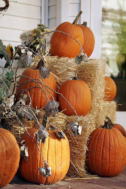 istock Autumn display of orange fall pumpkins 172409411
