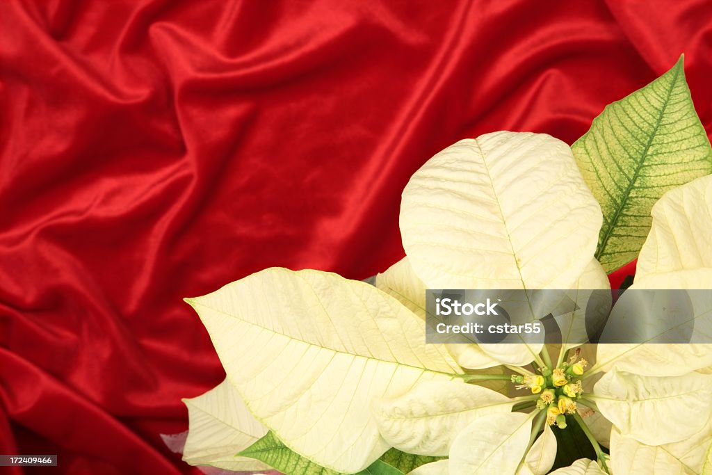 Holiday: Color crema Pointsettia de terciopelo rojo - Foto de stock de Belleza de la naturaleza libre de derechos