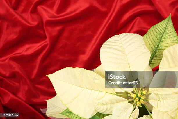 Holiday Color Crema Pointsettia De Terciopelo Rojo Foto de stock y más banco de imágenes de Belleza de la naturaleza