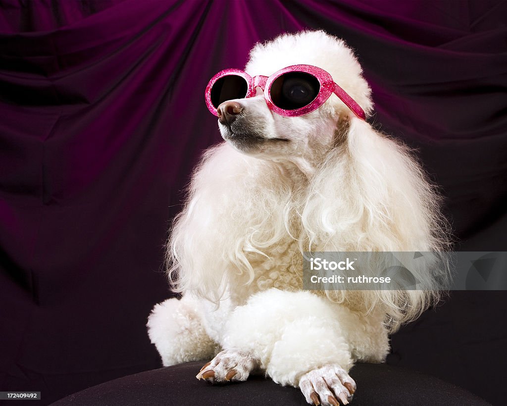 Movie Star Poodle Striking a Pose A glamorous, well-groomed poodle in sunglasses strikes a pose with her paws crossed and her nose in the air--much like a vain movie actress or fashion model might do. Dog Stock Photo