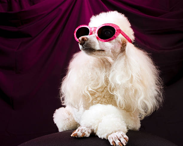 Movie Star Poodle Striking a Pose A glamorous, well-groomed poodle in sunglasses strikes a pose with her paws crossed and her nose in the air--much like a vain movie actress or fashion model might do. high society photos stock pictures, royalty-free photos & images
