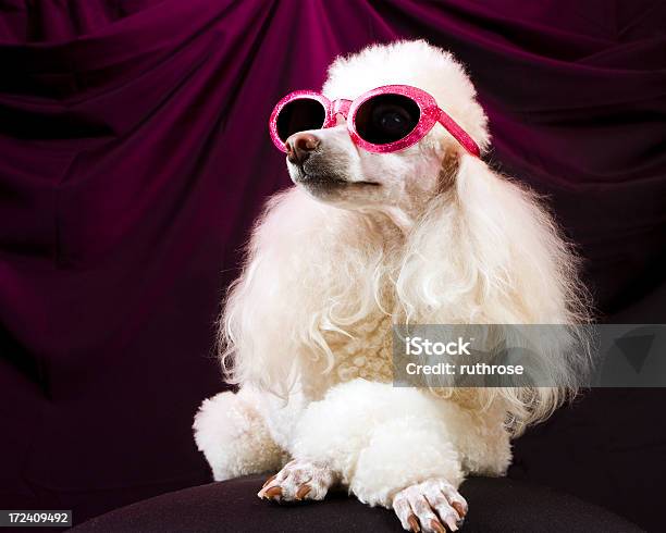 Movie Star Poodle Striking A Pose Stock Photo - Download Image Now - Dog, Luxury, Elegance