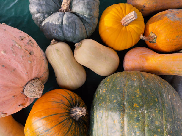 istock various pumpkins in autumn background 1724095101