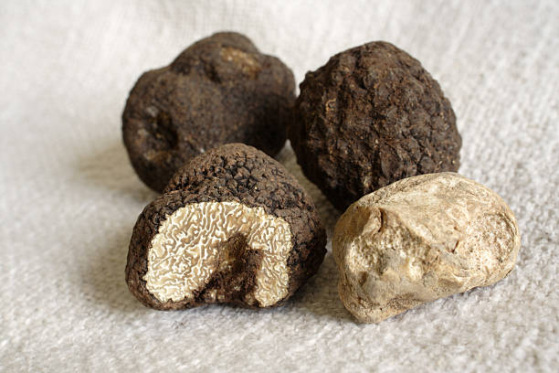 italiano trufas - white truffle imagens e fotografias de stock