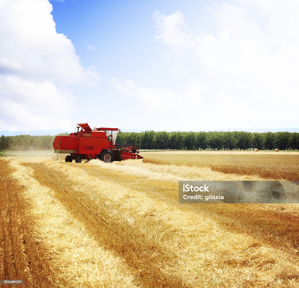 Урожай пшеницы. - Стоковые фото Machinery роялти-фри