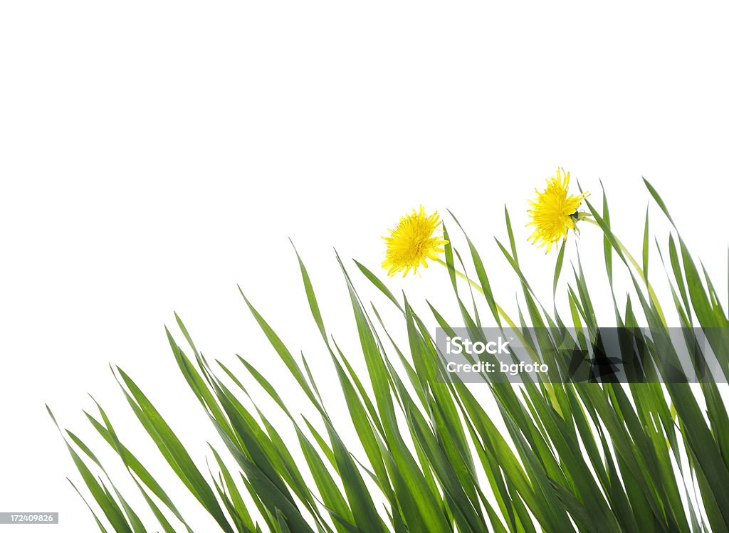 Трава - Стоковые фото Без людей роялти-фри
