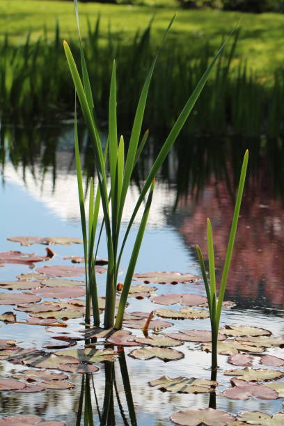 istock Water lillies (Nymphaea) and sweet flag (Acorus calamus) 1724098785