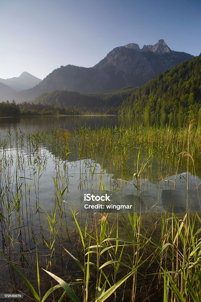 Lago schwanensee - Foto de stock de Agua libre de derechos